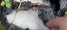 Жительница Ленобласти вместо грибов нашла в лесу 9 килограмм наркотиков