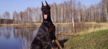 В России завели первое уголовное дело за последствия самовыгула собаки