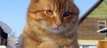 Те, кто уехал из России в поисках лучшей жизни, теперь могут вернуться обратно, но уже в Сибирь
