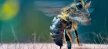 В Дагестане начали лечить простатит при помощи пчёл