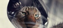 20 примеров трогательной реакции наших питомцев на собственное отражение в зеркале