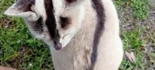 20 котоисторий о том, в каких местах и за какими занятиями пушистые предпочитают проводить осень