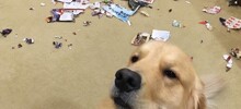 20 обаятельных нарушителей порядка, на которых невозможно сердиться