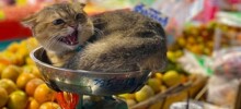 20 умилительных котеек, ухитрившихся оказаться там, где их не должно быть