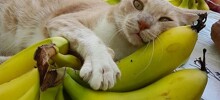 22 примера счастливых мурлык (и не только) в плюшевом банановом раю