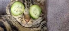 20 примеров из жизни пушистых в стиле котакшери-лакшери