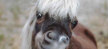 20+ скакунов, способных моментально преобразиться в забавных клоунов