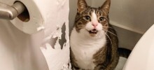 27 меховых диверсантов, организовавших дома рулонный апокалипсис
