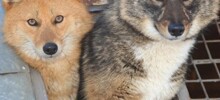 Шалайка: секретная русская суперсобака с генами шакала, которую не купишь за любые деньги