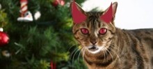 Кошачий саботаж: почему ваши пушистые террористы превращают новогоднюю ёлку в поле боя