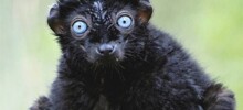 17 созданий с удивительными глазами цвета небесной лазури