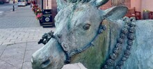 Турра Ку – бурёнка, ставшая символом сопротивления