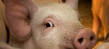 В России вырастят генетически идеальную для трансплантации органов свинью