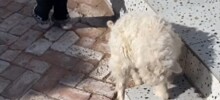 Оскар этому парню: в Китае ягненок придумал верную стратегию, чтобы его не купили