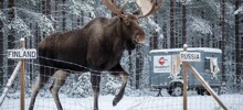 Финские строители «стены от русских» самоликвидировались, не выдержав тяжести собственного пафоса
