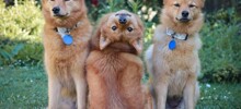 25 умилительных сцен из жизни пёселей, демонстрирующих их мастерство импровизации