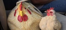 24 примера милоты, дарящей позитив и чистое тихое счастье