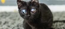 Взгляд на миллион: котенок с внешностью пришельца победил жуткую болезнь
