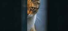 23 крупных плана уличных котов, которые доказывают, что пушистые главные на районе и в жизни