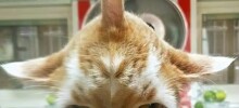 20 фото животных, которые одновременно умиляют и пугают