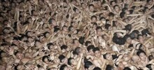 10 000 обнаженных мокрых японских мужчин попытались поймать 2 священные палочки