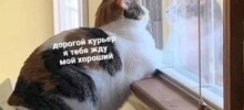 Марафон на выживание: эксперты развеяли мифы о сверхдоходах курьеров