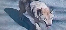 В Южной Корее из зоопарка сбежал саратовский волк и поднял на уши всю округу