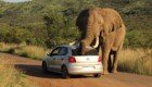 Слон напугал посетителей заповедника