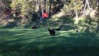 Медвежонок играет с флагом на поле для гольфа