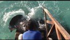 На Мальдивах огромные скаты едят с рук и дают себя погладить
