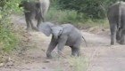 Милый слоненок решил напугать туристов