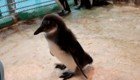 Пингвинёнок Чуди из красноярского зоопарка знакомится с сородичами