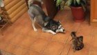 Собаки пытаются дружить с кошками