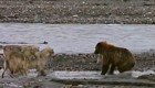 Медведь гризли и 4 волка делят добычу