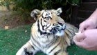  Как удалить молочный зуб у тигра