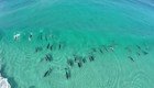 Дельфины ловят волну 