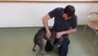 Радость похищенной собаки во время долгожданной встречи со своим хозяином