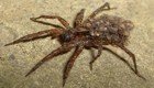 Из тела убитого паука выползли сотни маленьких пауков