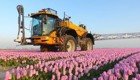 Как поливают огромные тюльпановые поля в Голландии