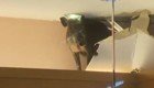 Кабан через потолок проник в детский магазин Гонконга 