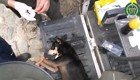 Колумбийские полицейские спасли собаку из селевого потока