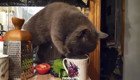 Находчивый кот нашел способ пить молоко