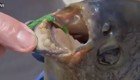 В США поймали рыбу с человеческими зубами, охотившуюся за мужскими гениталиями 