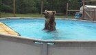Медведь, который умеет отдыхать