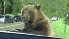 Медведь гризли "напал" на семью из США