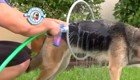 Круговой душ для мытья собак