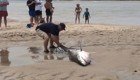 Отдыхающие на пляже в Массачусетсе помогли спасти молодую белую акулу