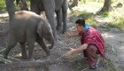 Слонёнок, который хочет на ручки