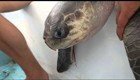 Тяжёлая история со счастливым концом: извлечение из ноздри морской черепахи коктейльной трубочки
