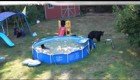  Когда у тебя настолько хороший бассейн, что даже медведи приходят искупаться